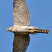 Cooper's Hawk